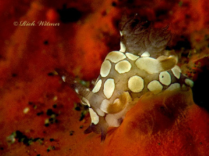 Tiny Nudi.  It was so small that when my guide pointed it... by Richard Witmer 